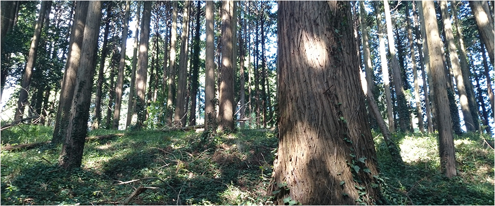 千葉県産材を使う